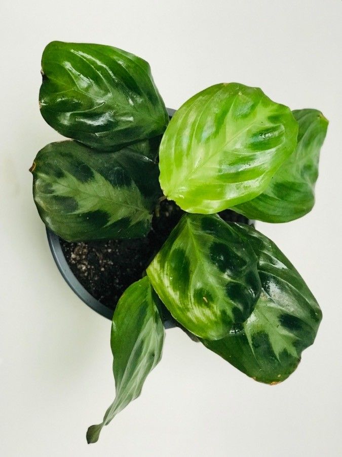 Maranta cristata