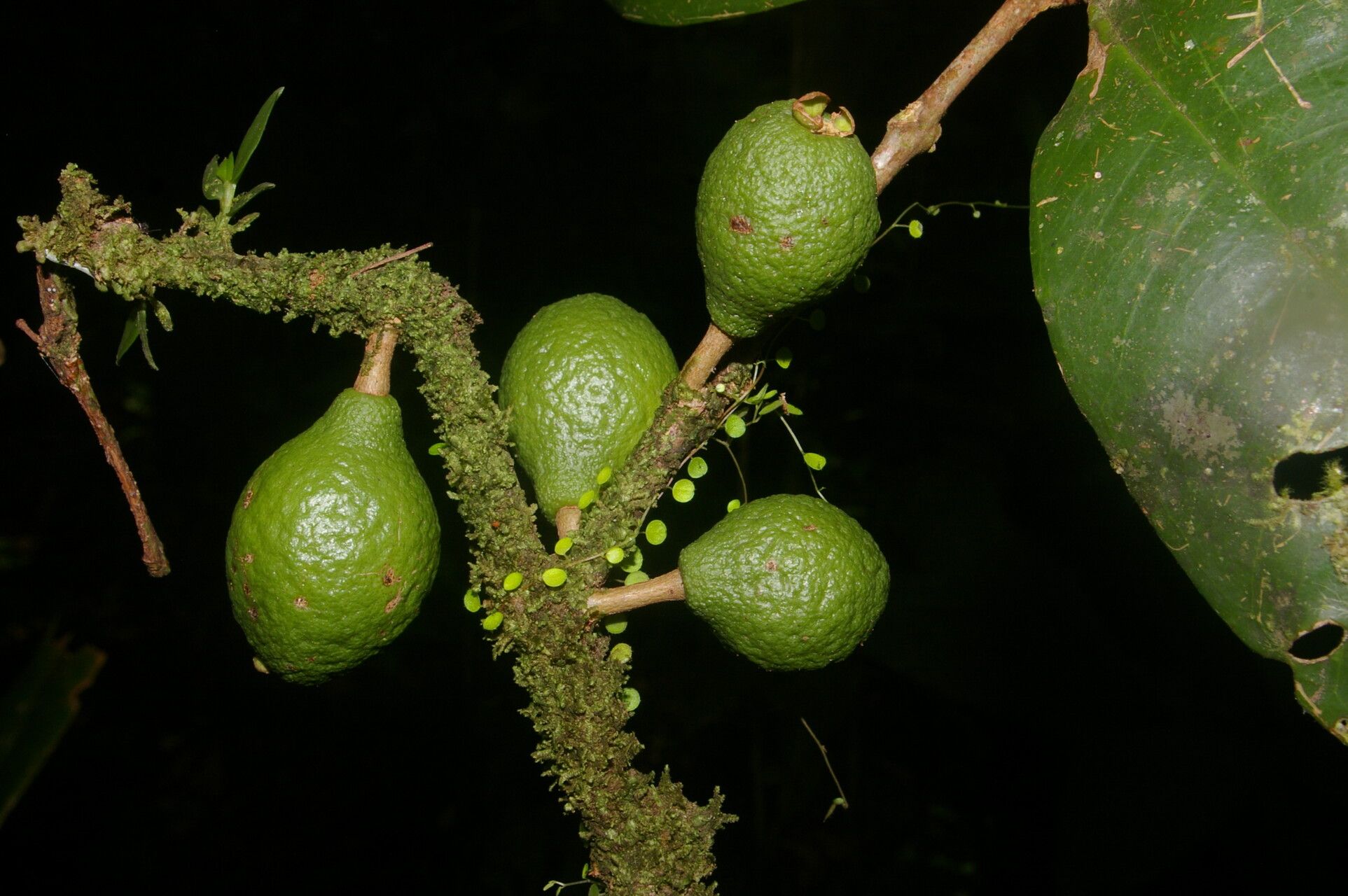 Eugenia herrerae fruit