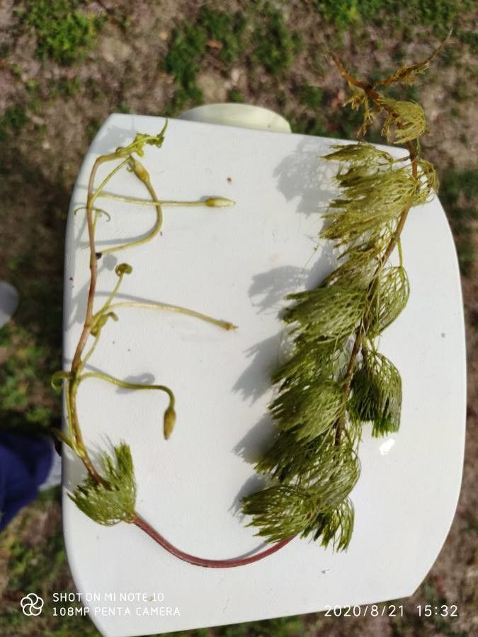 Cabomba caroliniana habit