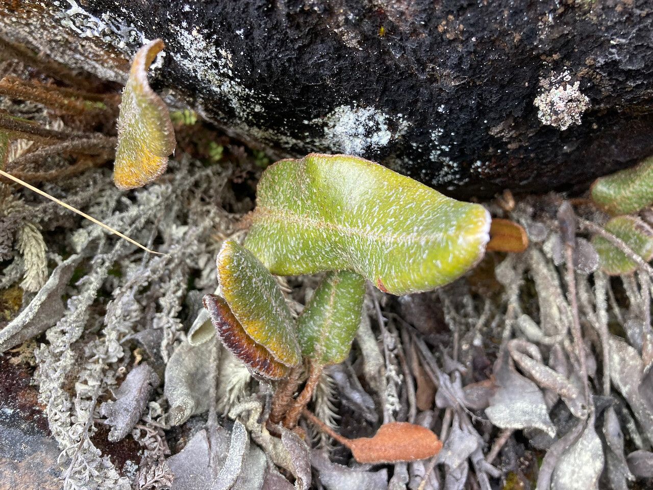 Elaphoglossum engelii leaf