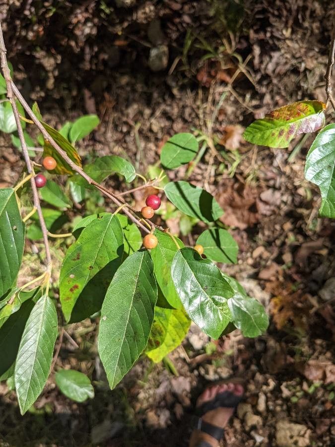 Frangula caroliniana fruit
