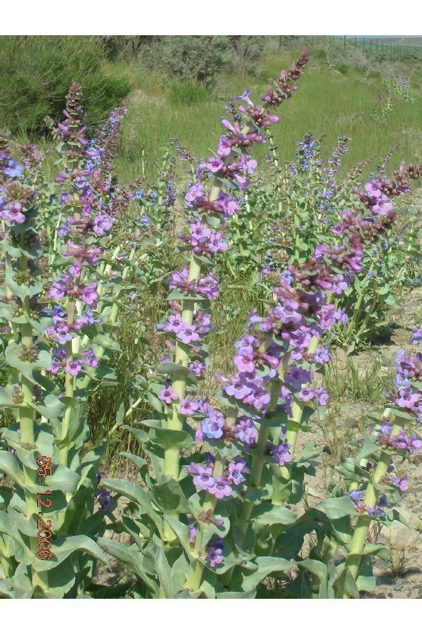 Penstemon acuminatus habit