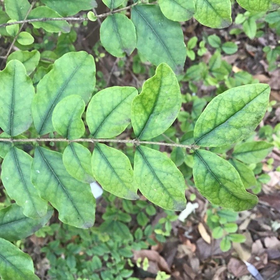 Azara dentata — related species from the same genus