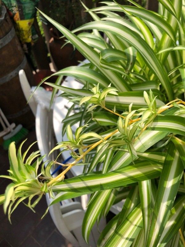 Camassia scilloides — related species from the same genus