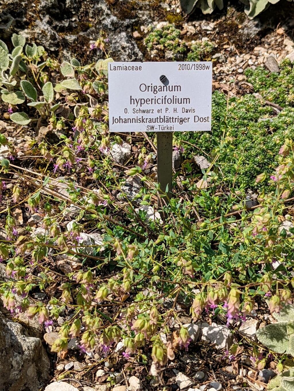 Origanum hypericifolium habit