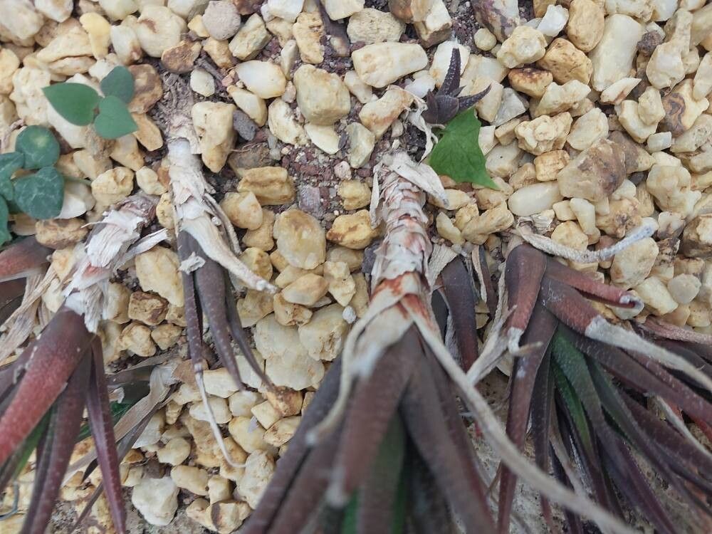 Haworthiopsis longiana bark