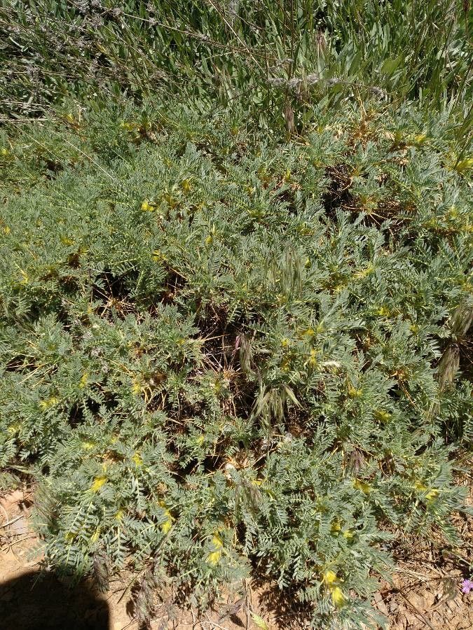 Astragalus granatensis habit