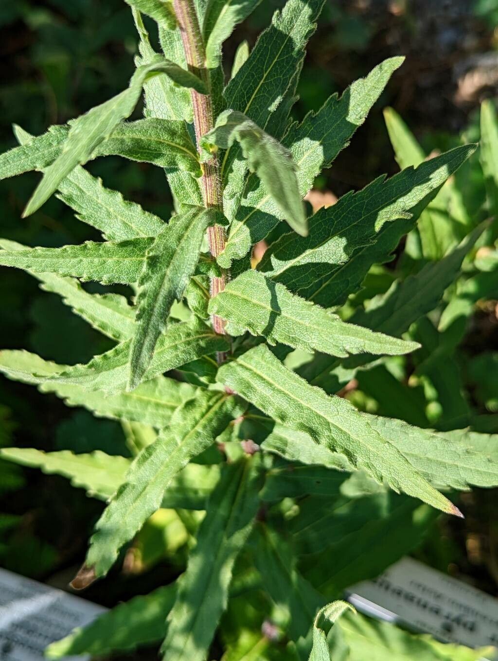 Aster pyrenaeus — houseplant care guide