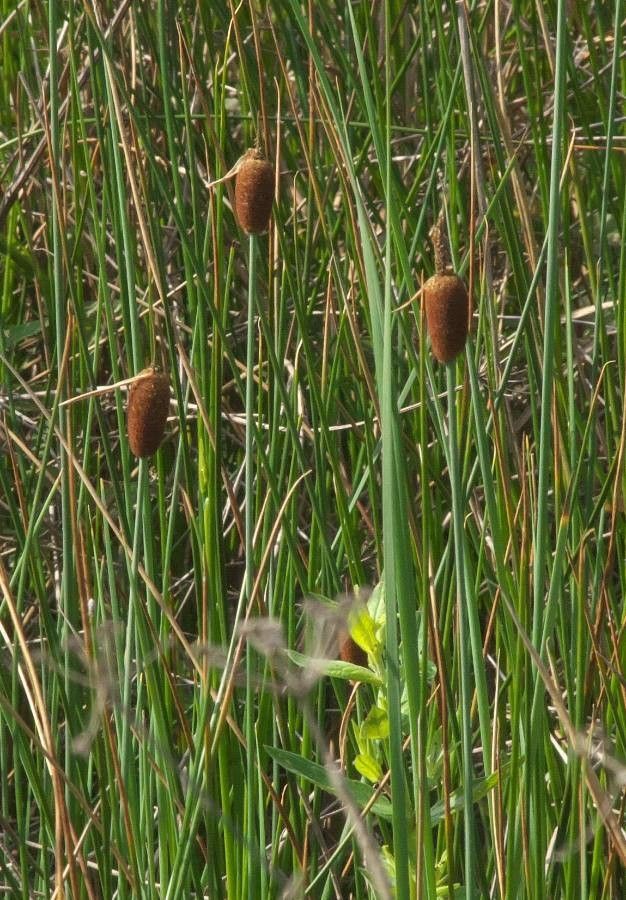 Typha minima flower