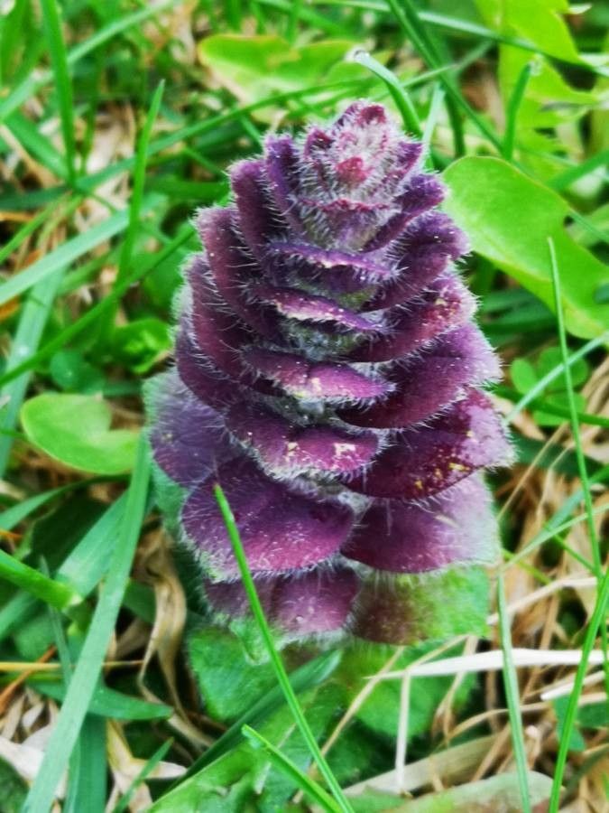 Ajuga pyramidalis flower