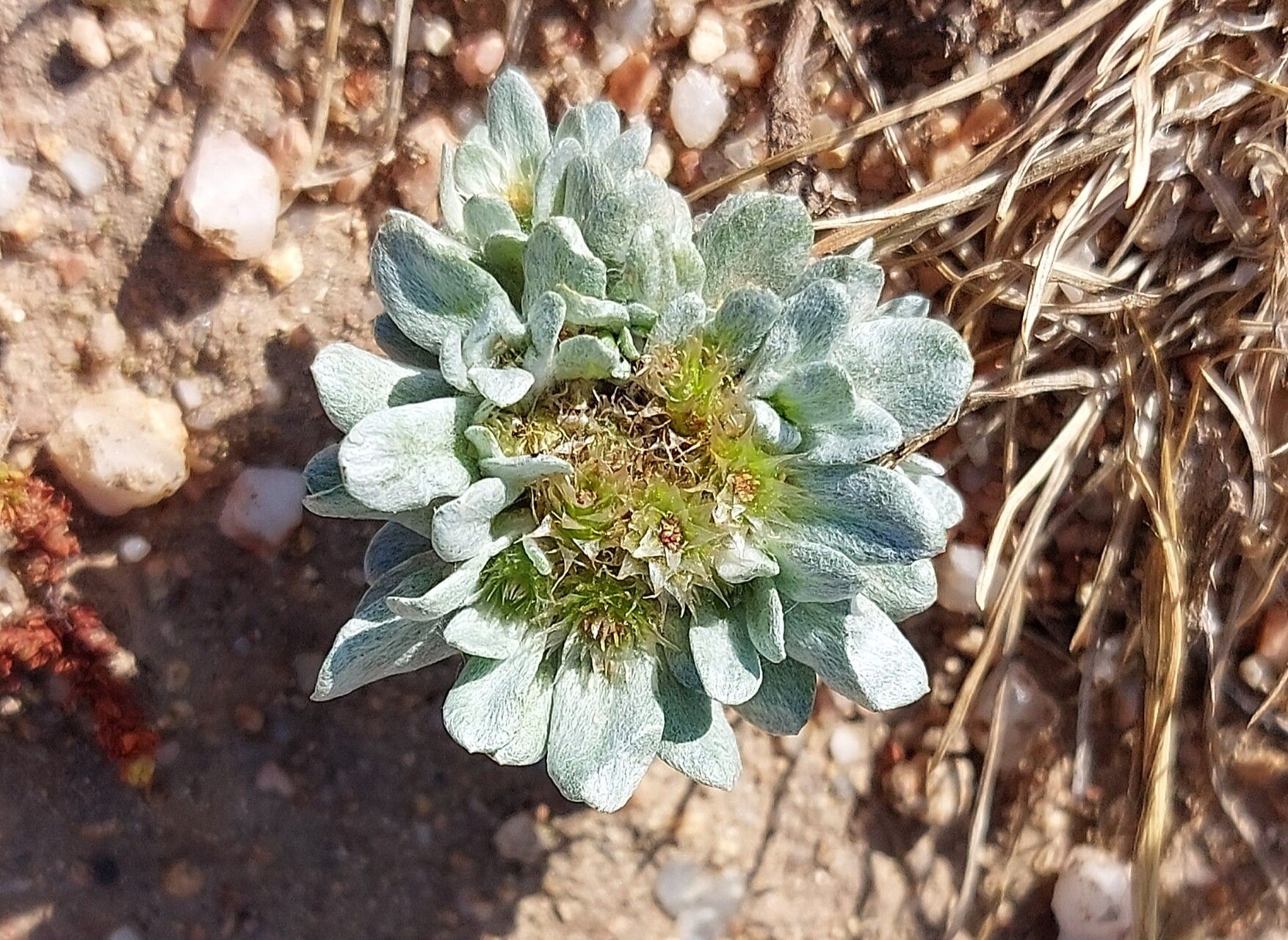 Filago tyrrhenica flower