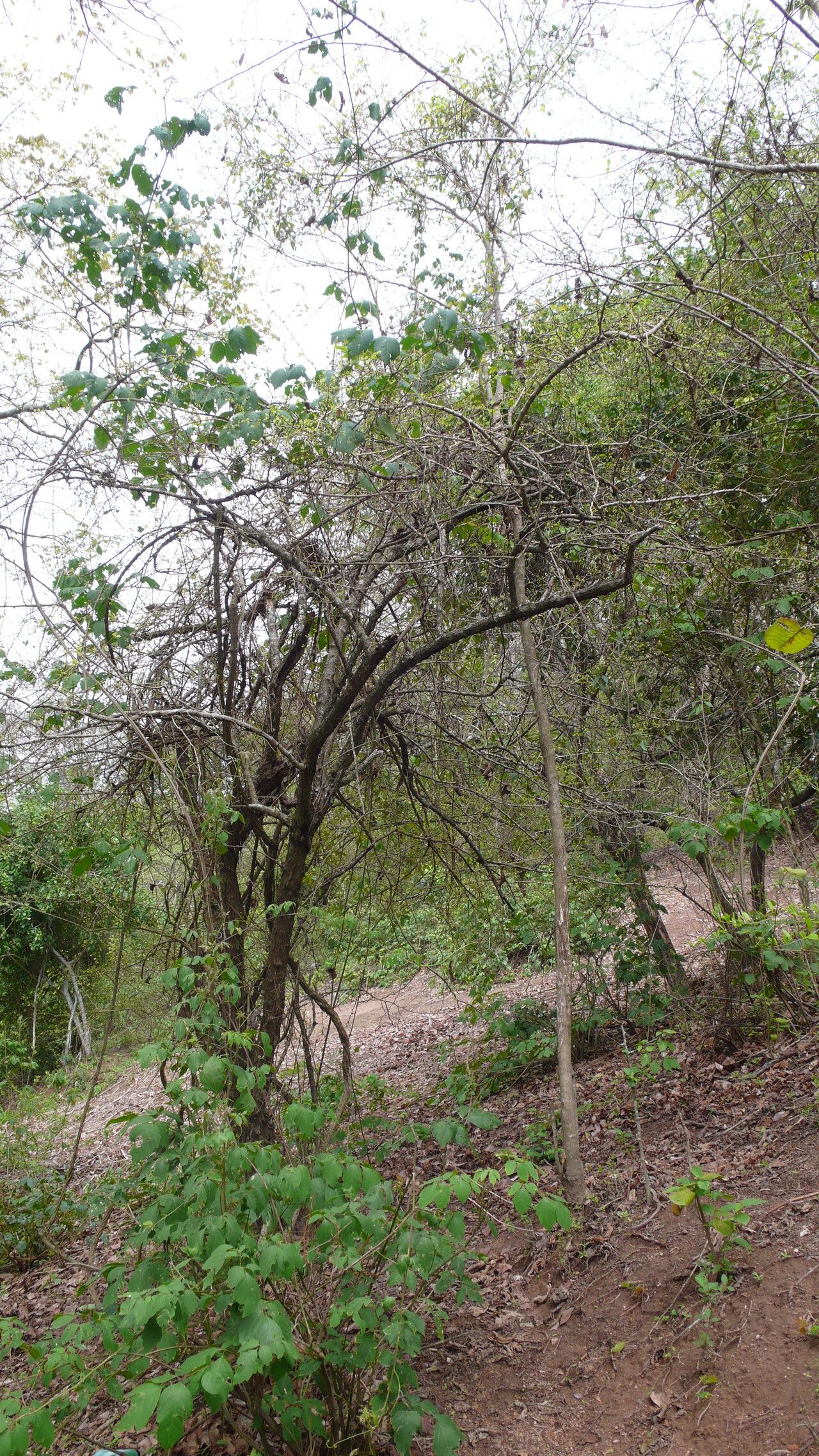Xylosma ciliatifolium habit