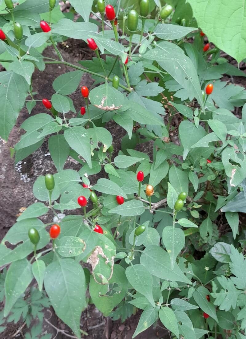 Capsicum chacoense habit