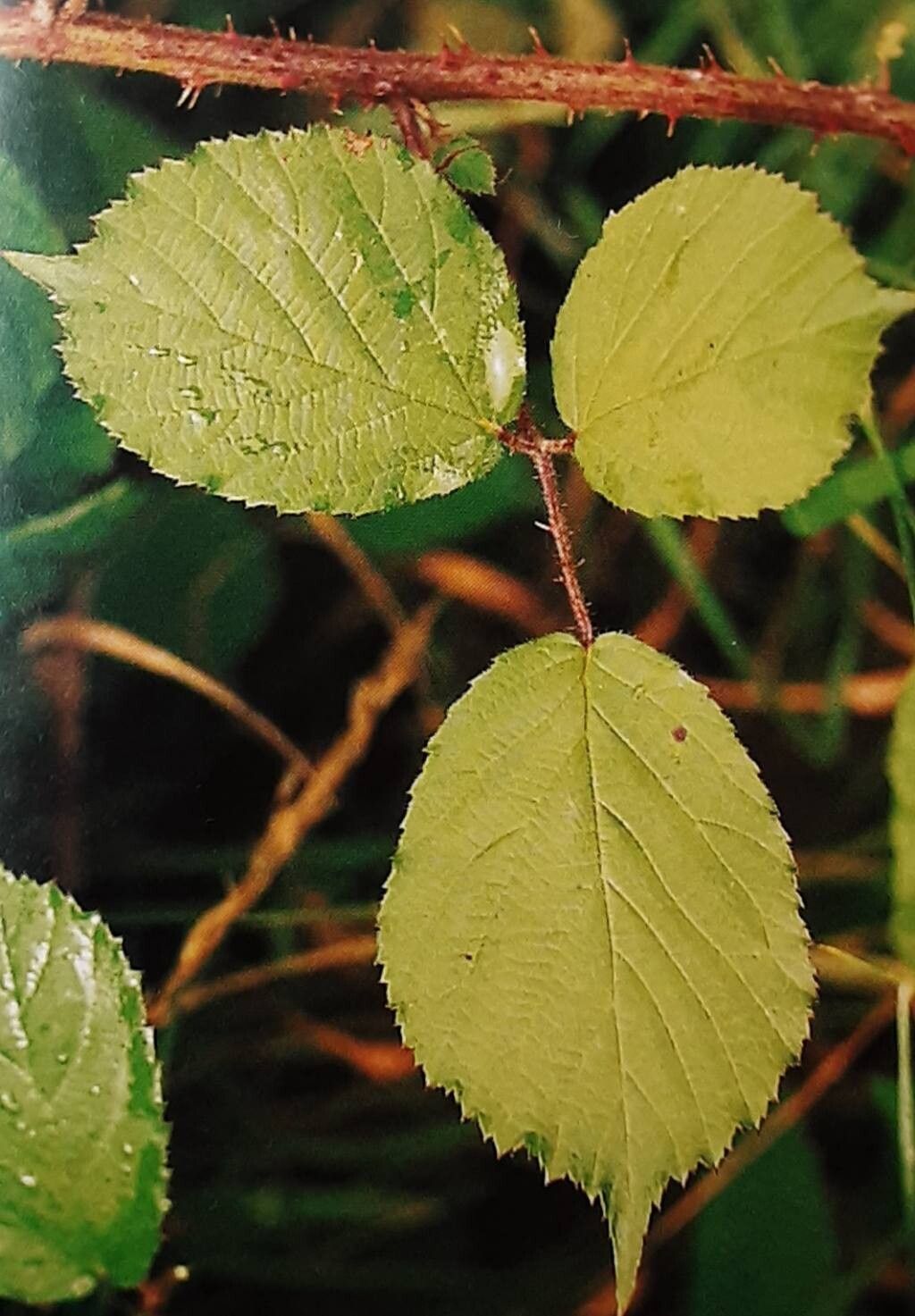 Rubus distractus — houseplant care guide