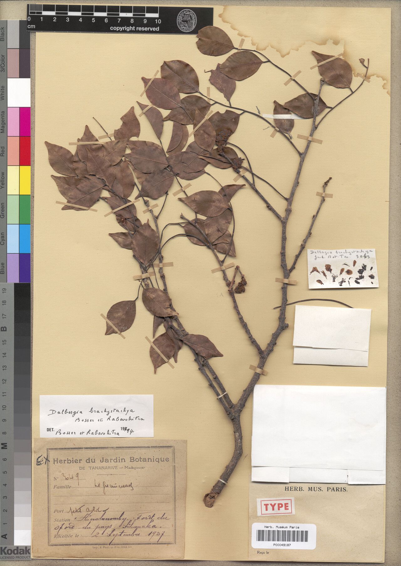 Dalbergia brachystachya — search result for 'Dalbergia'