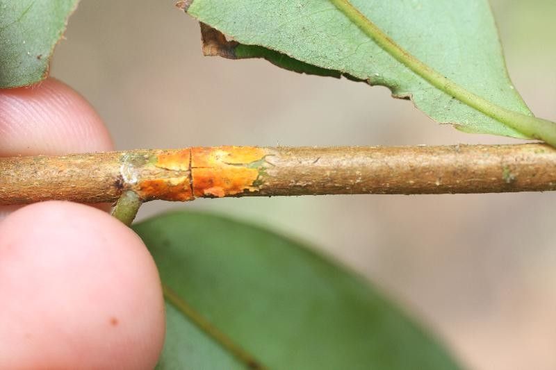 Xylopia nitida other