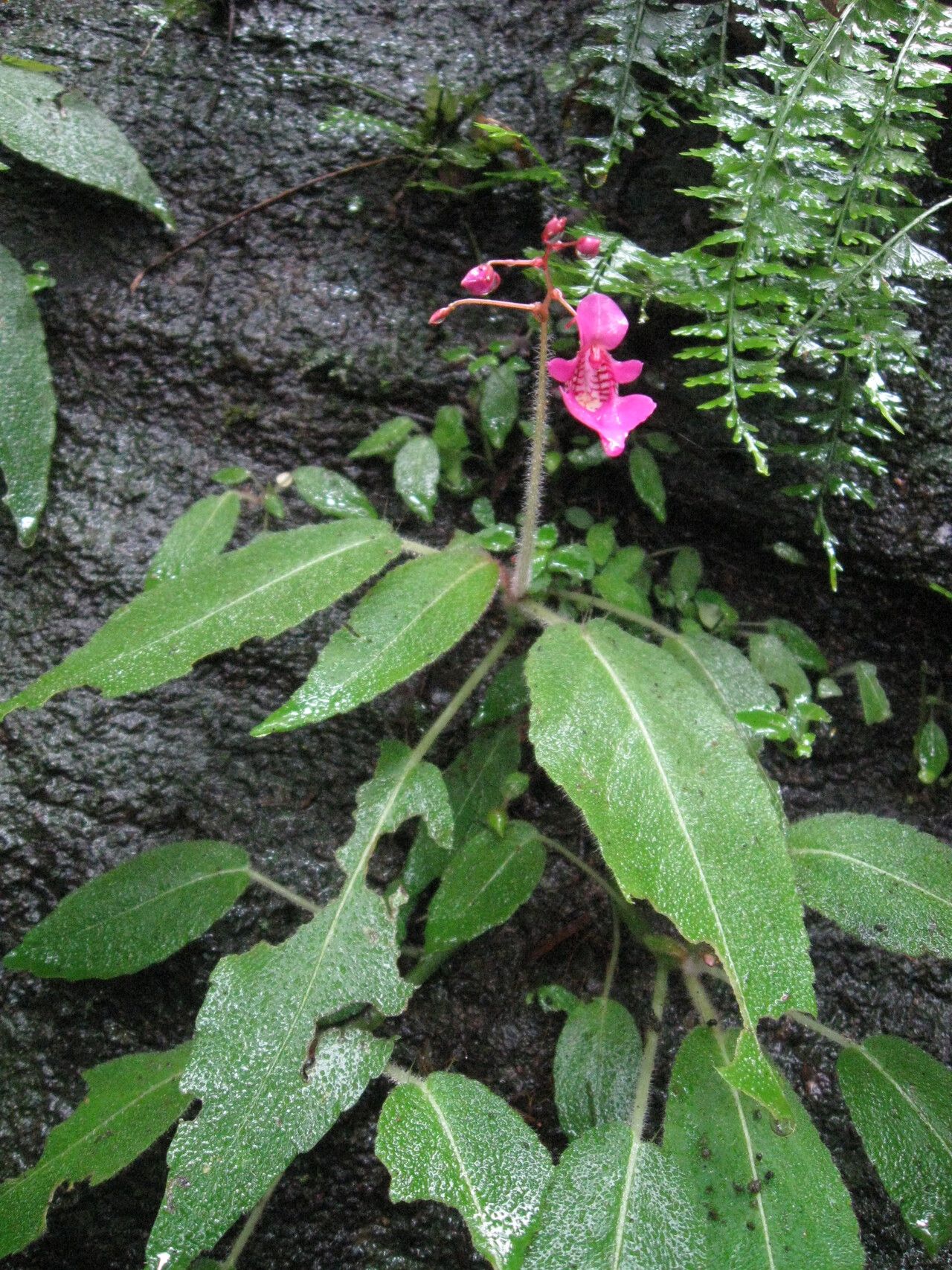Impatiens palpebrata flower