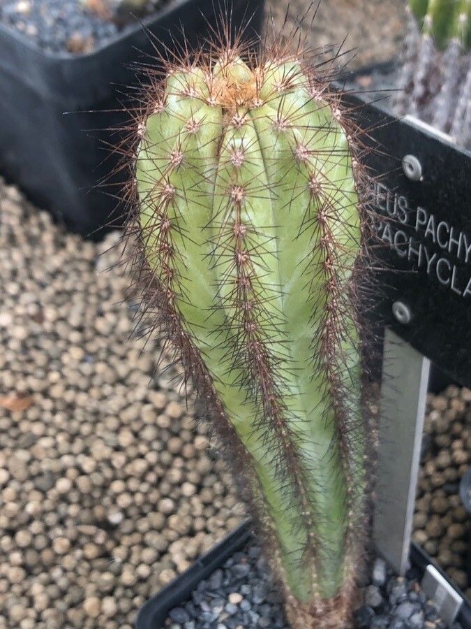 Pilosocereus pachycladus