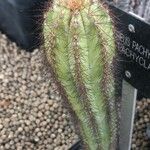 Pilosocereus pachycladus