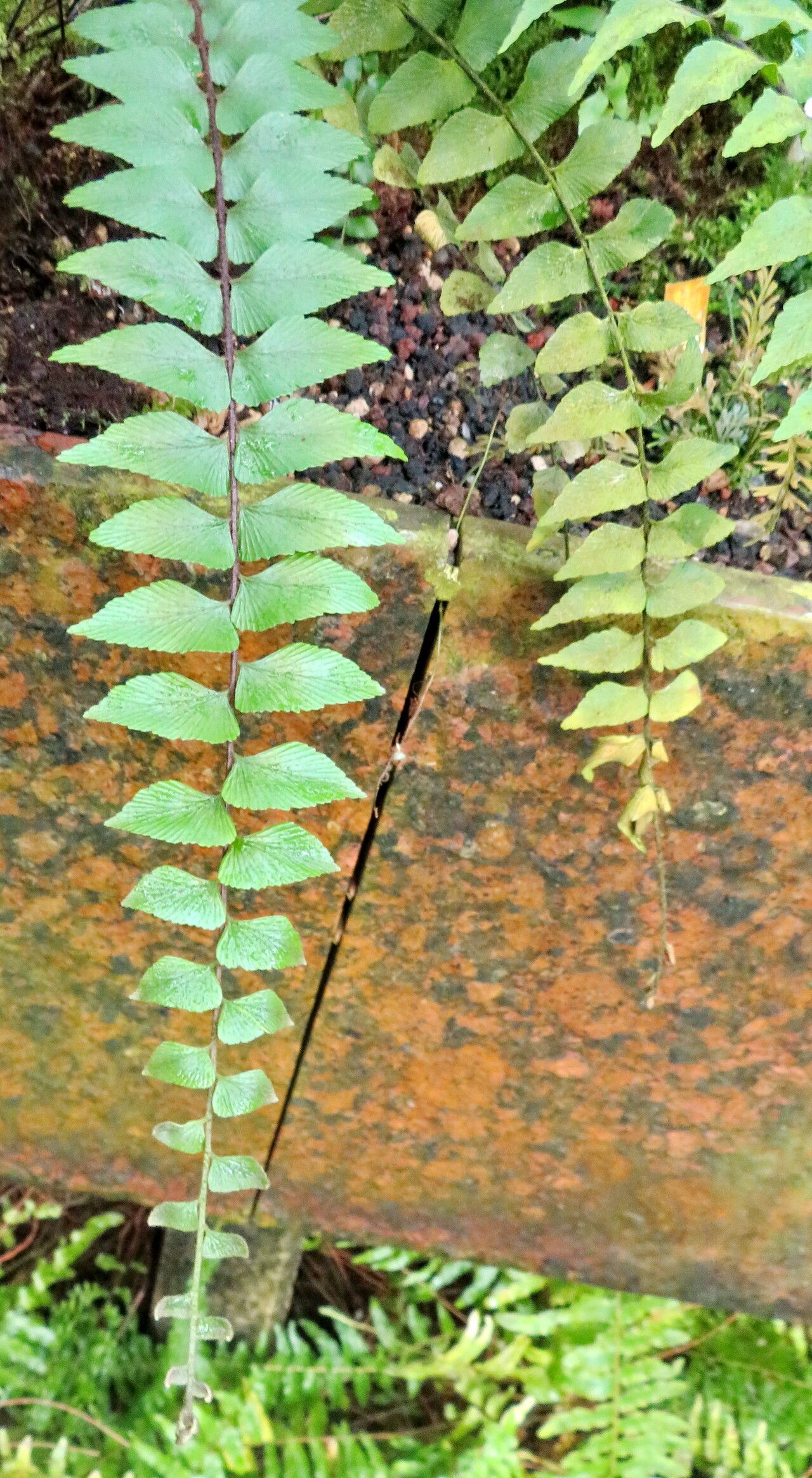 Asplenium salicifolium — houseplant care guide
