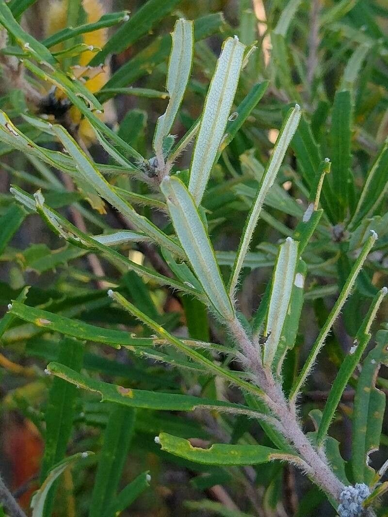 Banksia marginata leaf