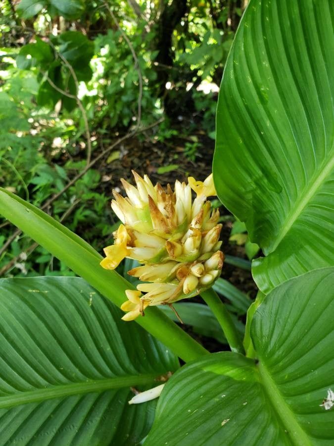 Goeppertia marantifolia flower