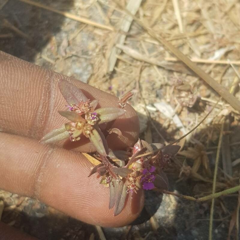 Ammannia auriculata — search result for 'Lythraceae'