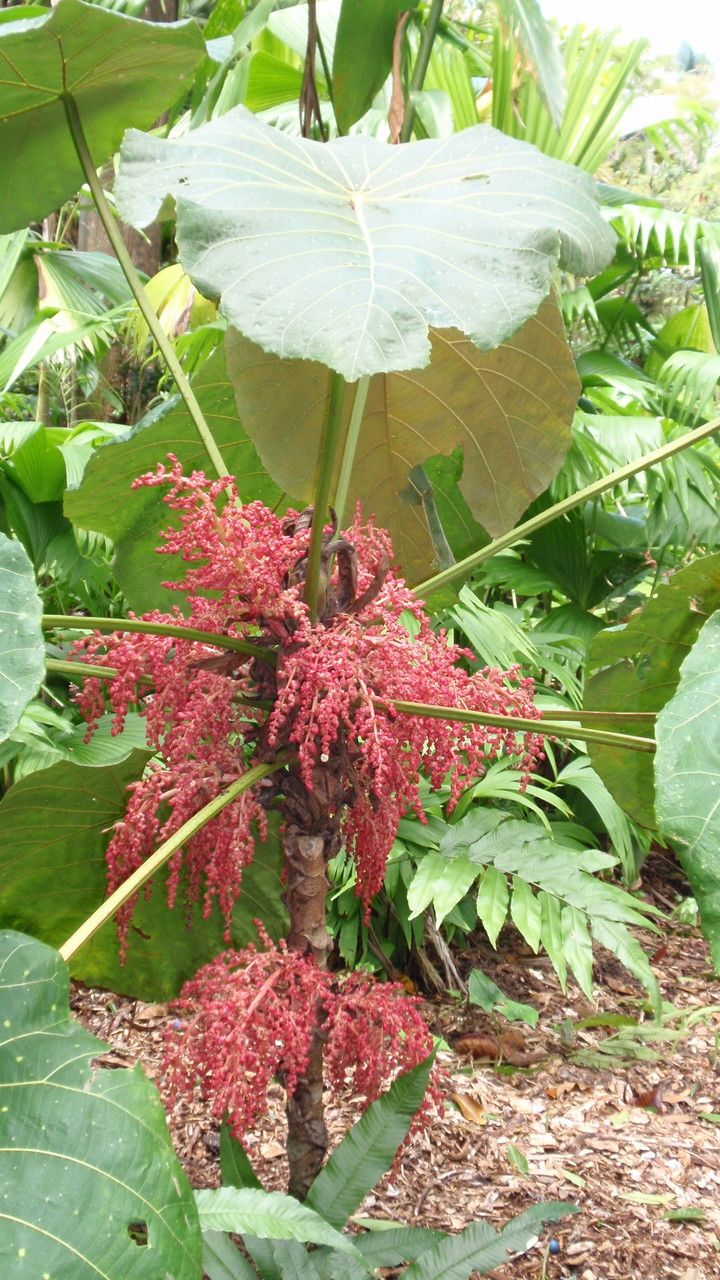 Macaranga grandifolia habit