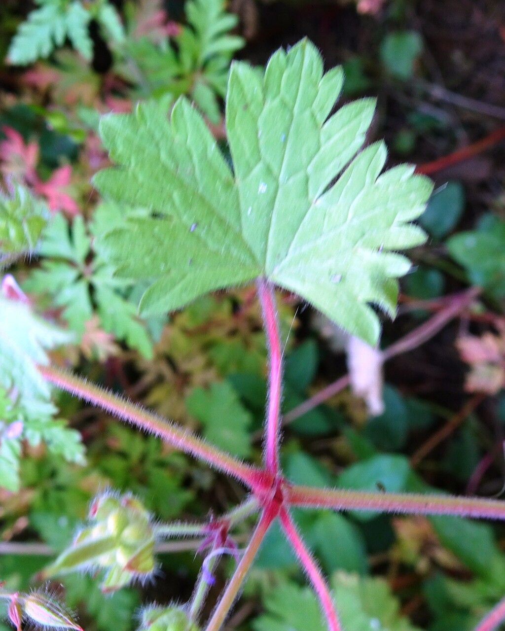 Geranium rotundifolium leaf