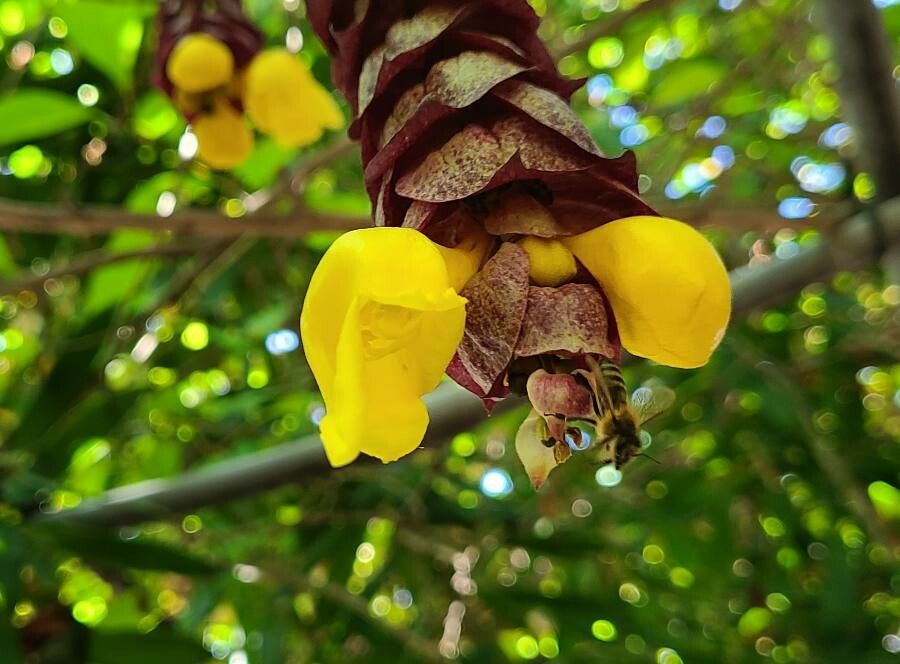 Gmelina philippensis flower
