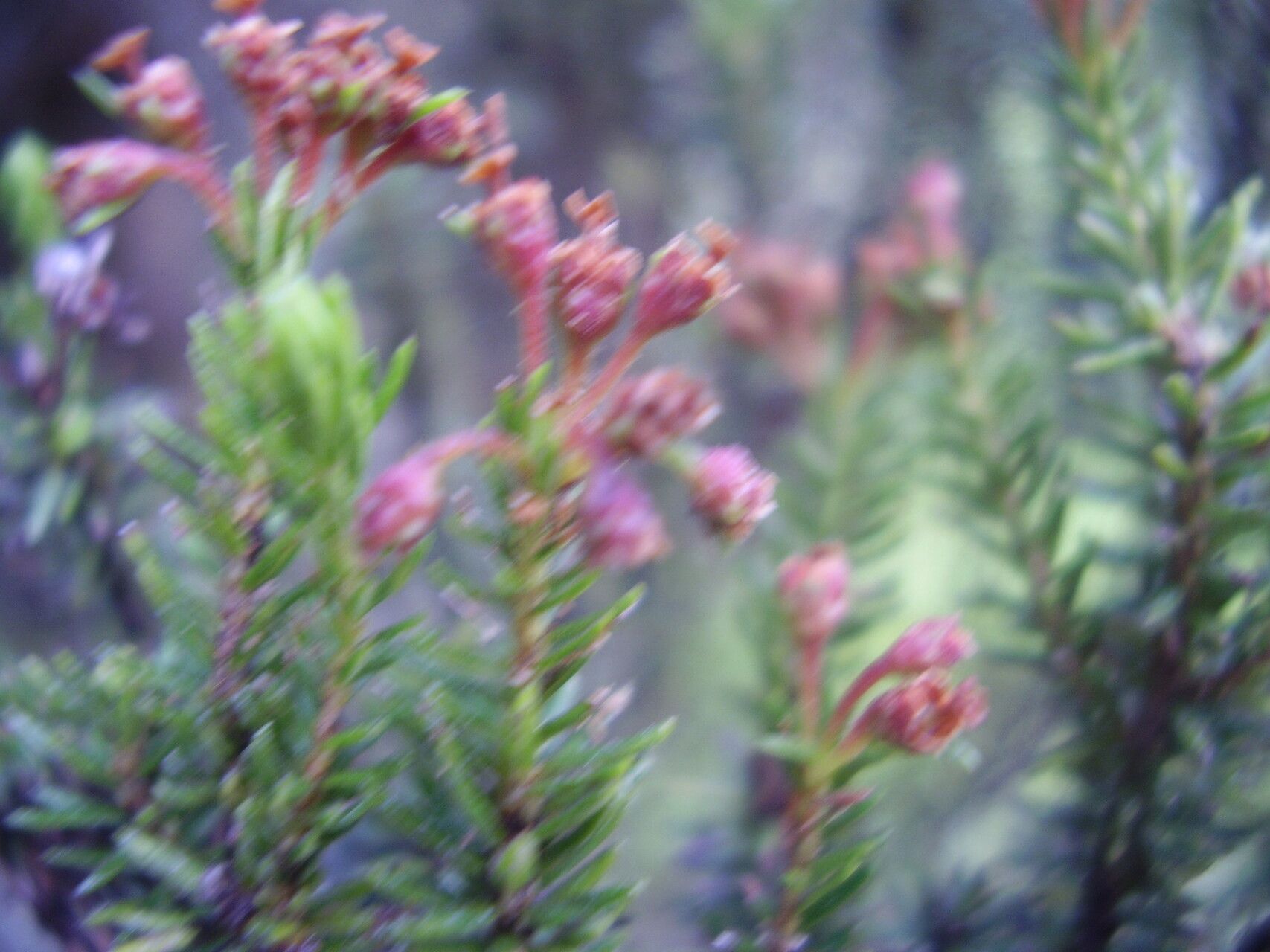 Erica thomensis fruit
