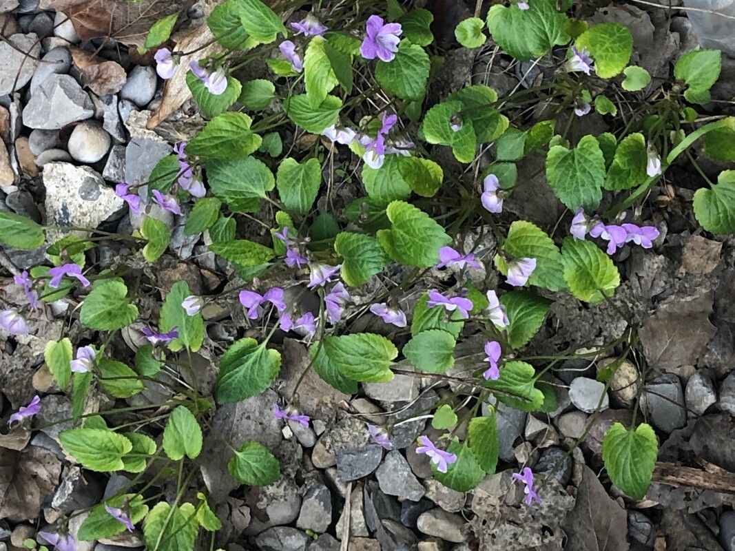 Viola labradorica flower