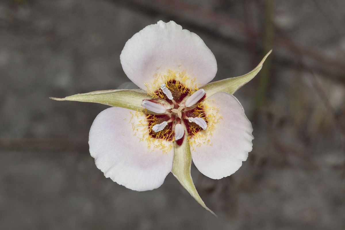 Calochortus palmeri — houseplant care guide