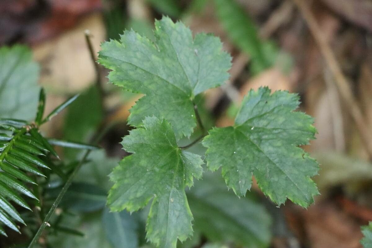 Actaea biternata leaf