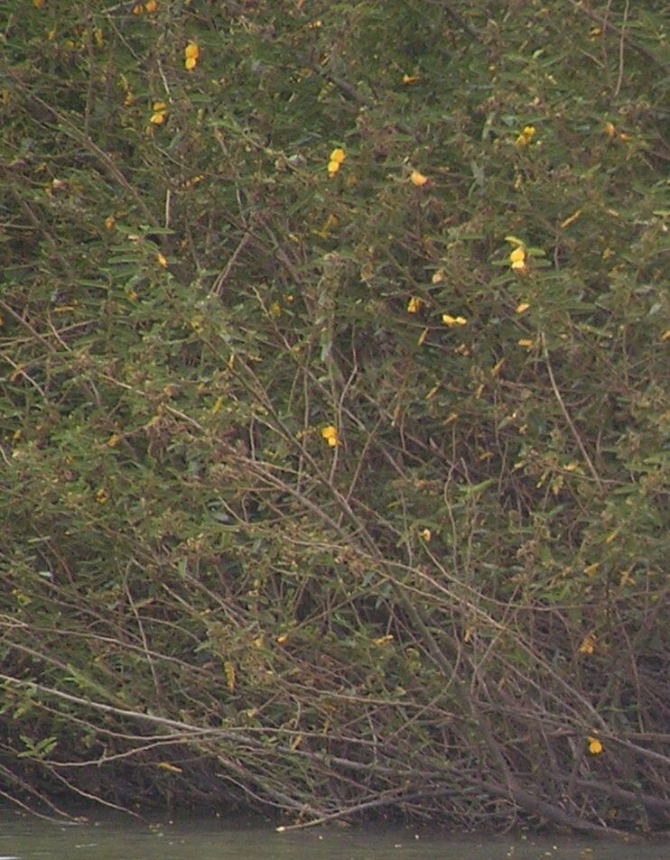 Aeschynomene elaphroxylon flower