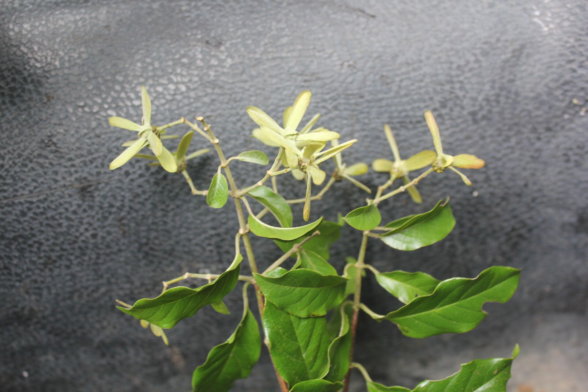 Tetrapterys schiedeana fruit