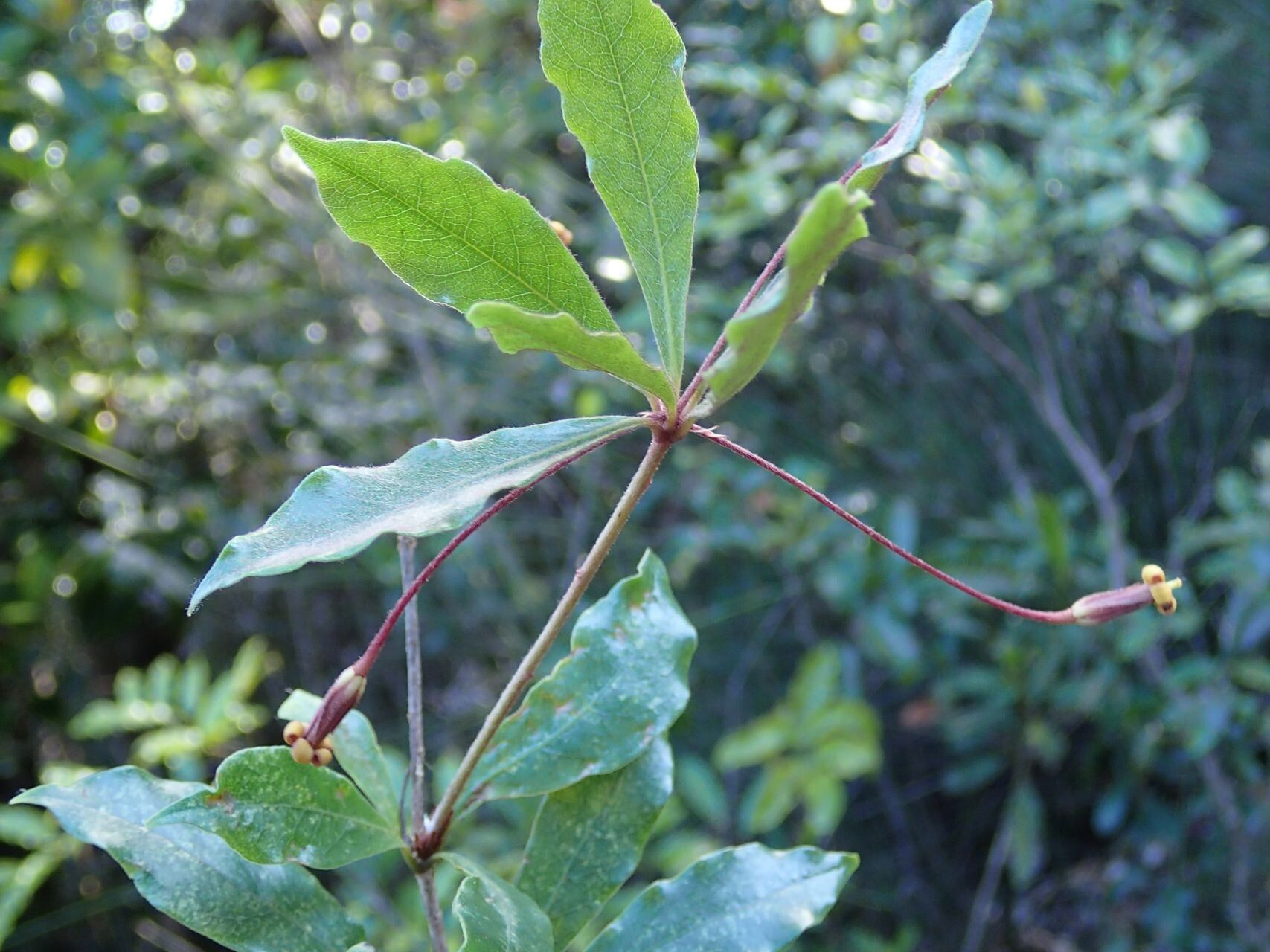 Pittosporum gracile other