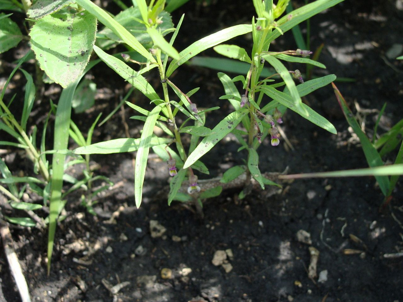Hybanthus verticillatus habit