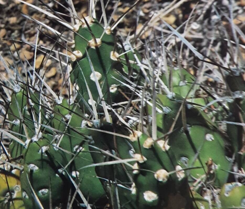 Maihueniopsis hickenii — houseplant care guide