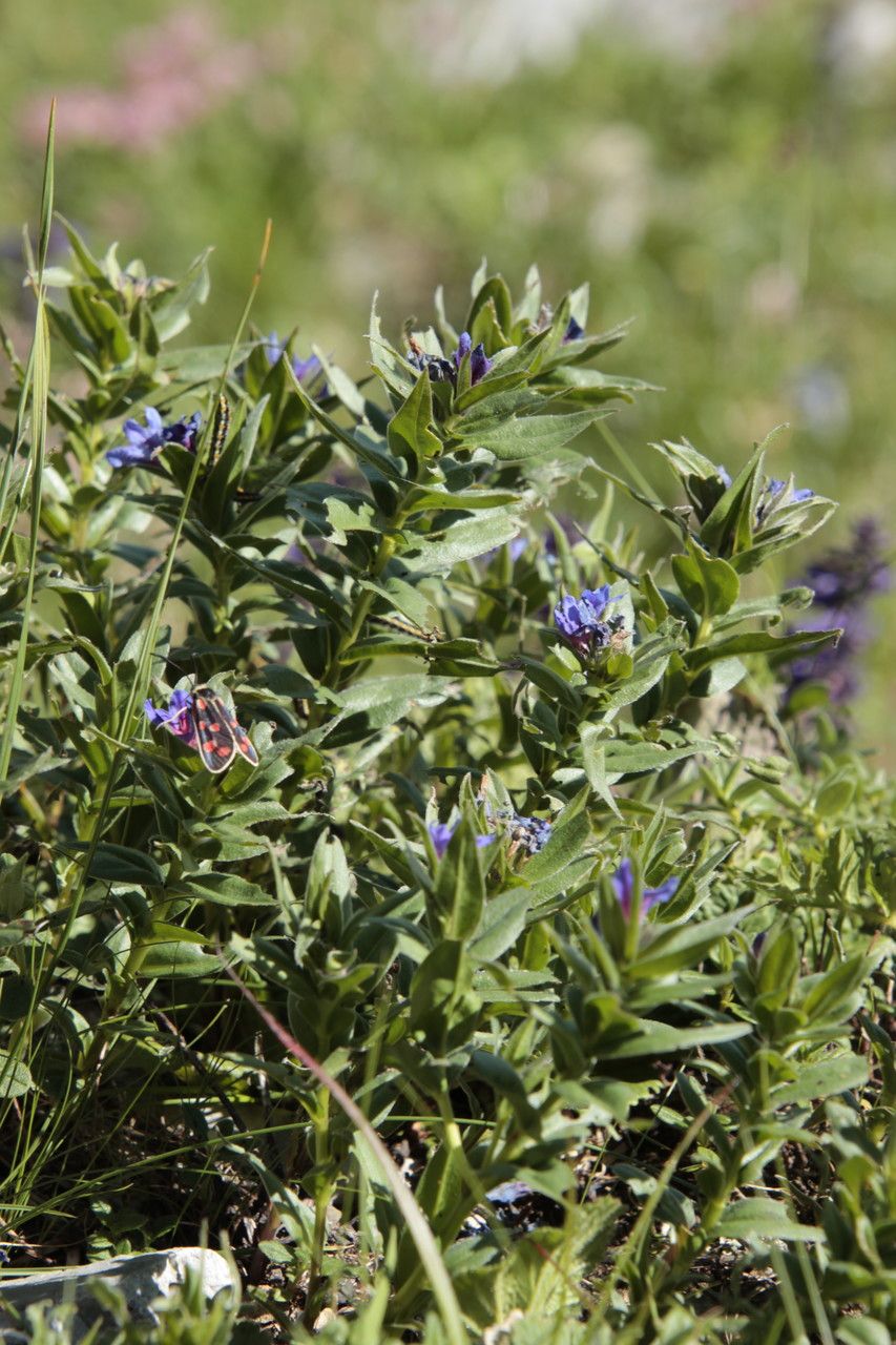Buglossoides gastonii habit