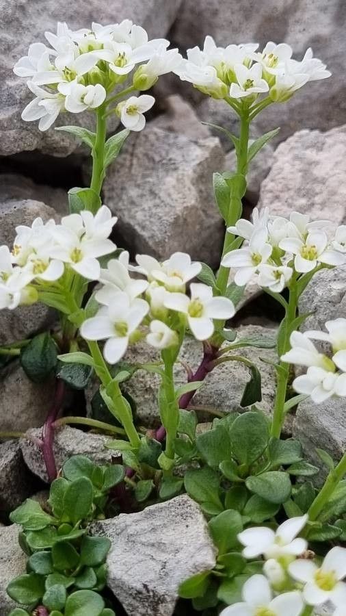 Arabis vochinensis flower