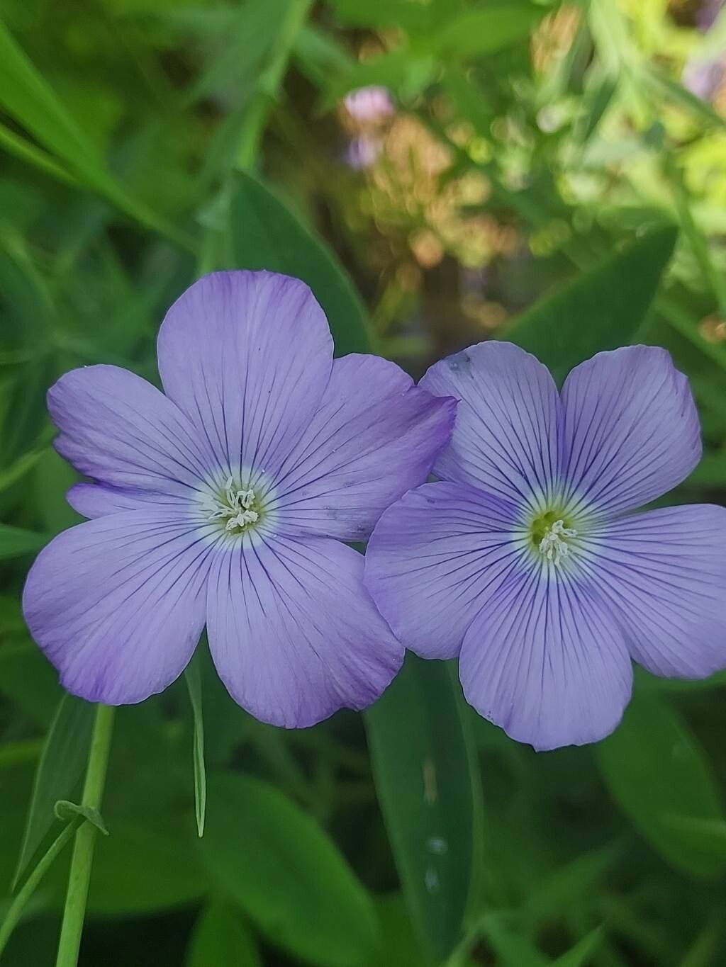 Linum nervosum flower