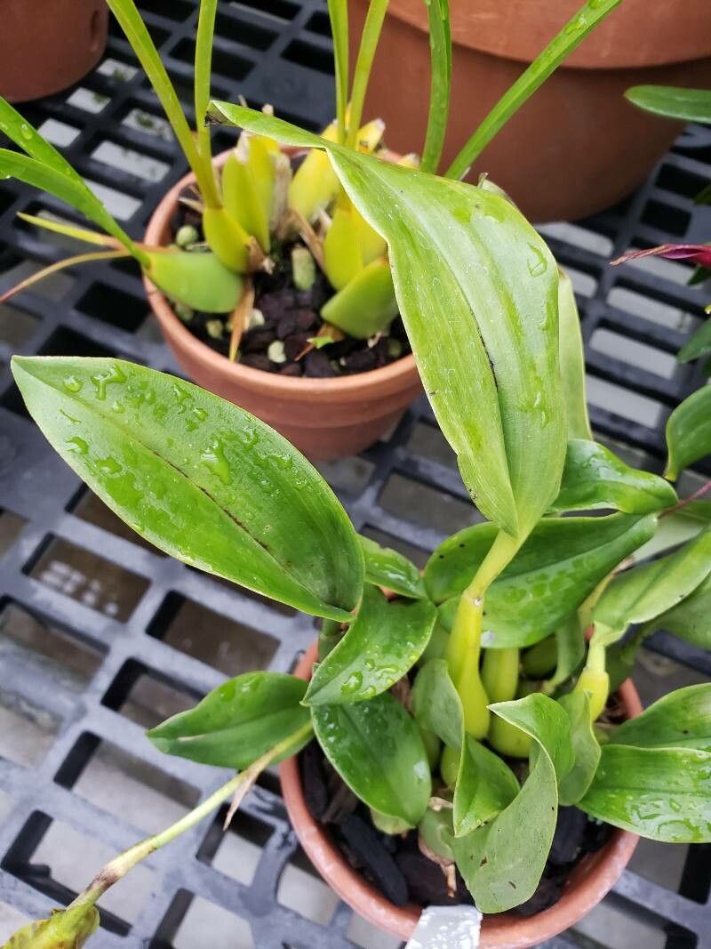 Trichopilia sanguinolenta — related species from the same genus