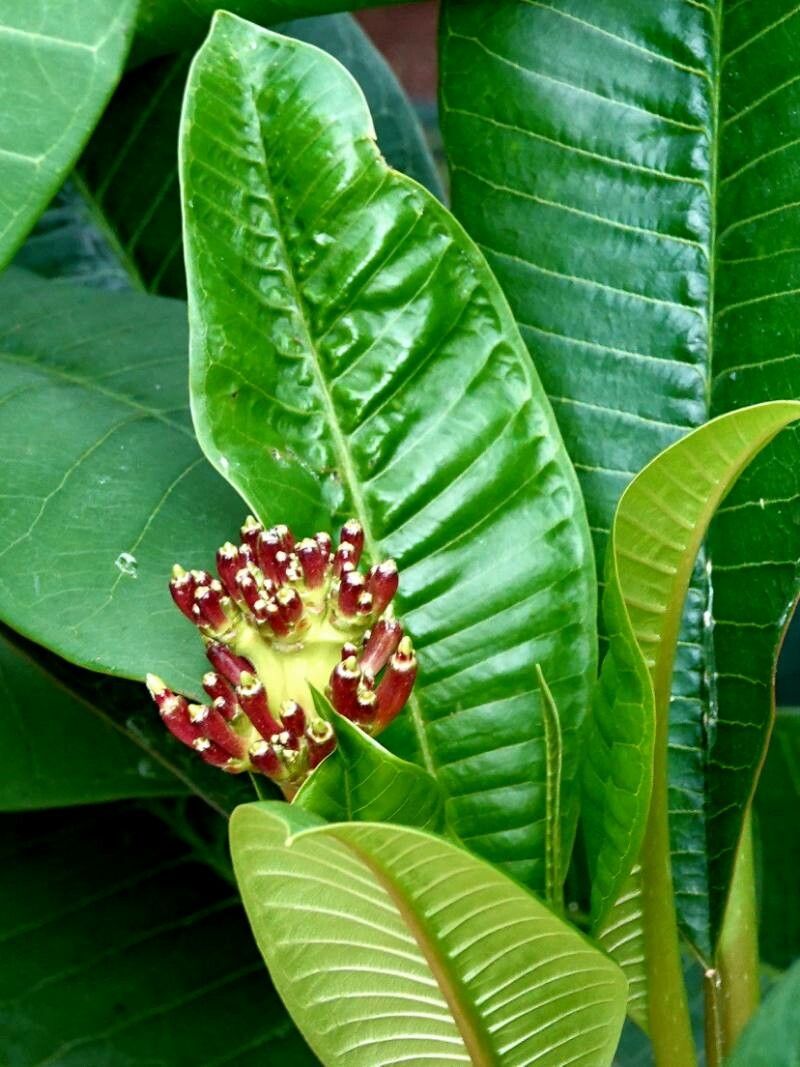 Isertia haenkeana fruit