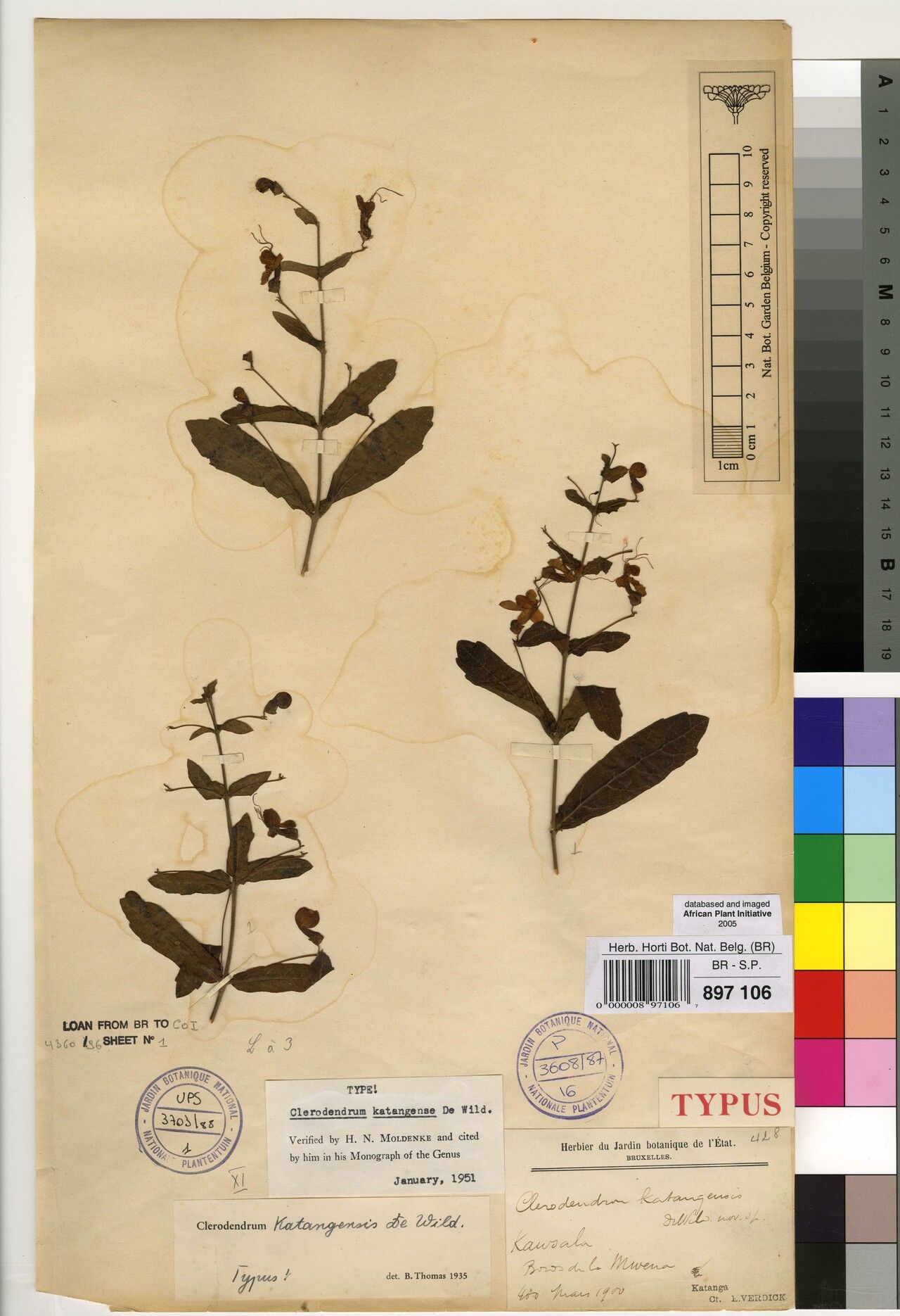 Clerodendrum katangensis — houseplant care guide