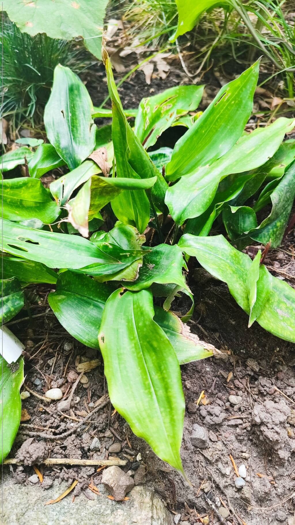 Aspidistra fungilliformis habit