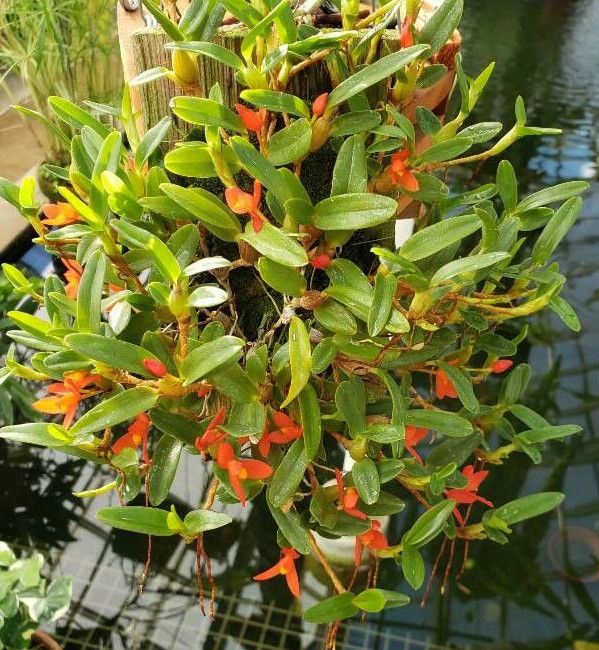 Maxillaria sophronitis habit