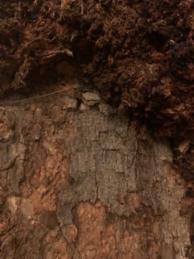 Ficus salicifolia bark