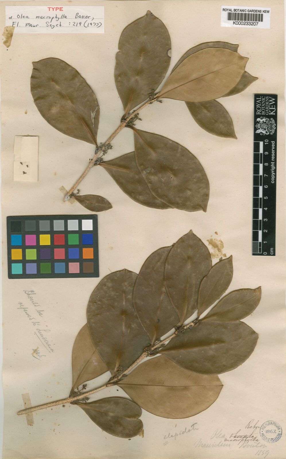 Noronhia macrophylla — houseplant care guide