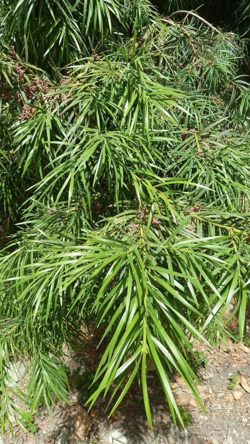 Podocarpus salignus leaf